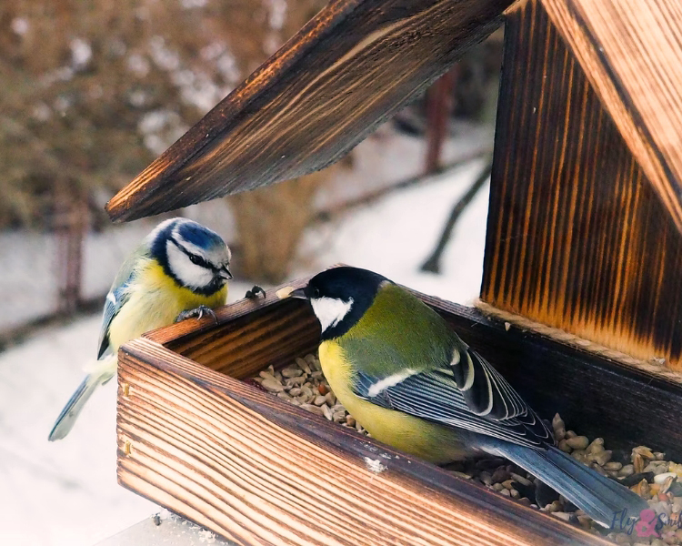 Birds using a bird feeder