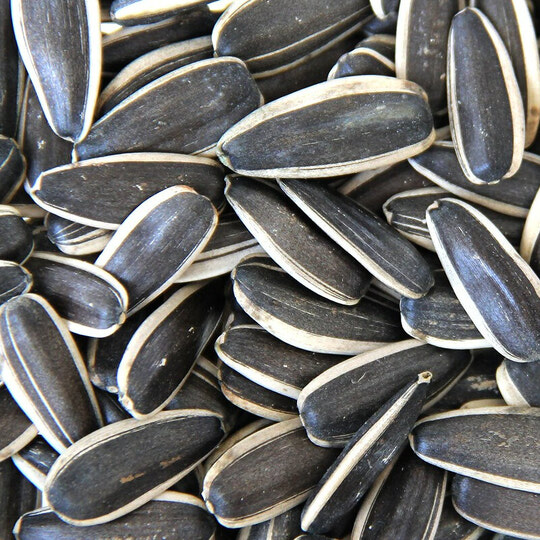 large striped sunflower seeds